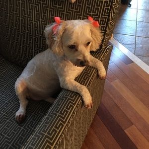 Meet your Posher, Lynnette